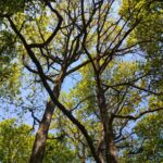 L'art du ceinturage du bois (cimes des arbres)
